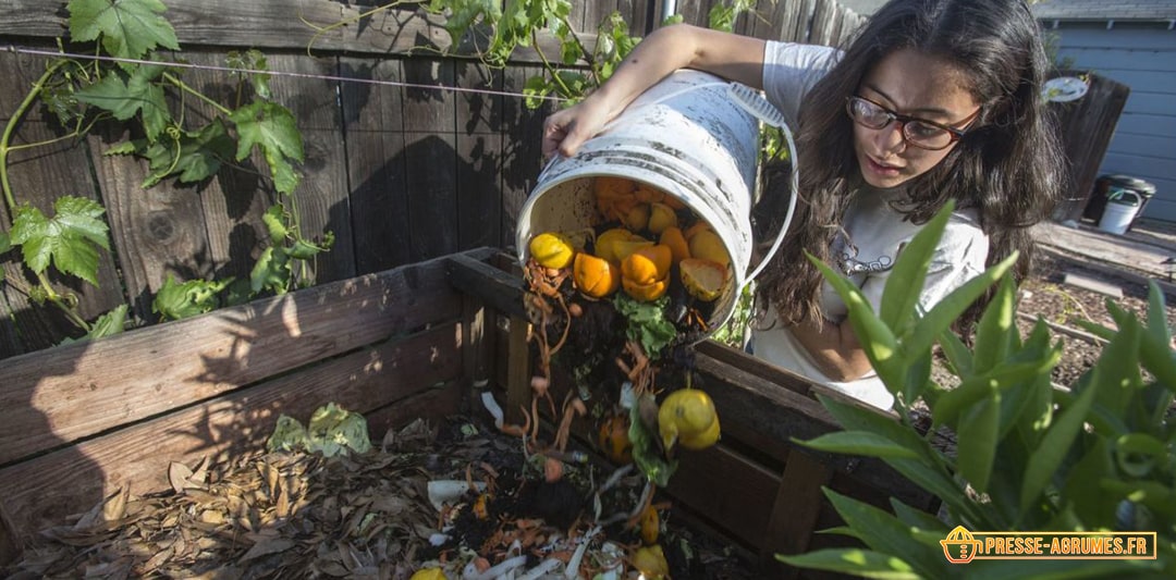 agrume orange citron compost
